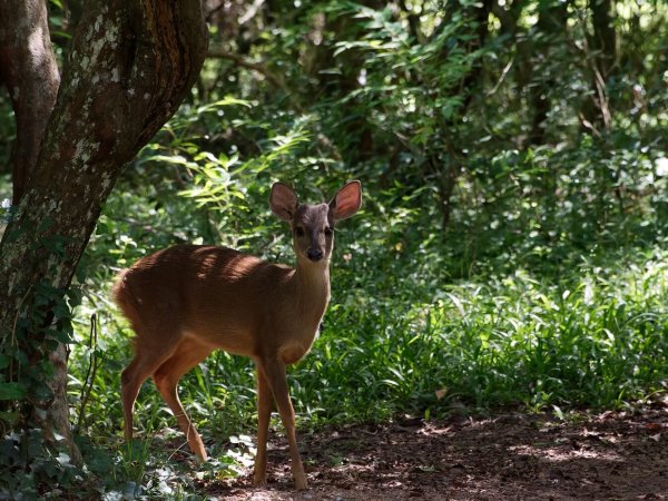 Guazubirá (Brown Brocket) in Villa Serrana, Uruguay