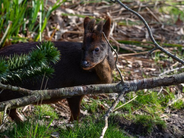 Chilean Pudu