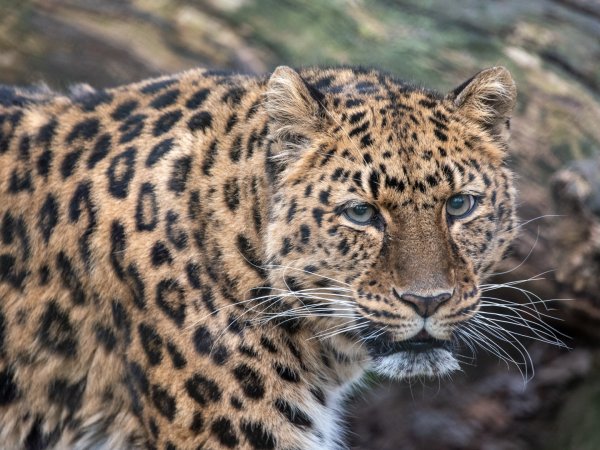 Amur Leopard